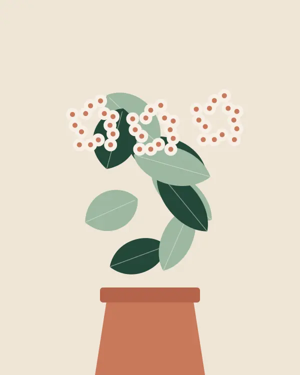 Hoya kerrii Variegata (Hoya kerrii) — rare plant for sale